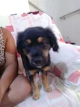 Filhote de 4 meses