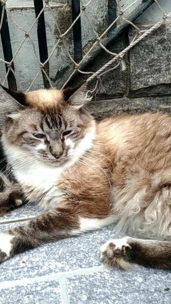 Gato ra a Srd idade 2 anos nome Mister m