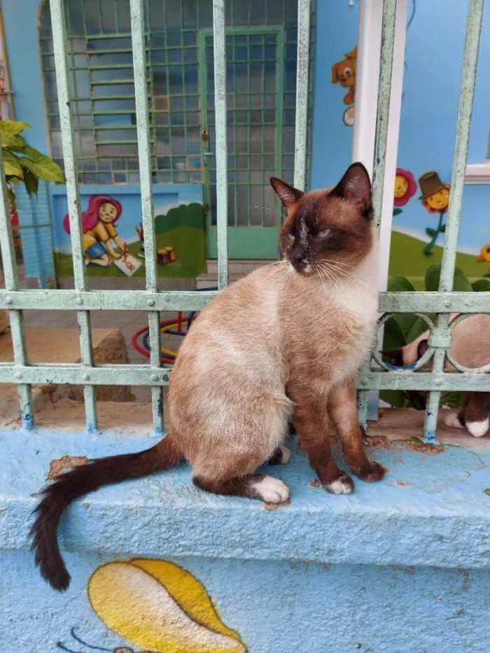 Gato raça Srd idade 2 anos nome Romeu