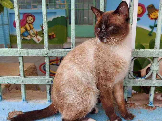 Gato raça Srd idade 2 anos nome Romeu