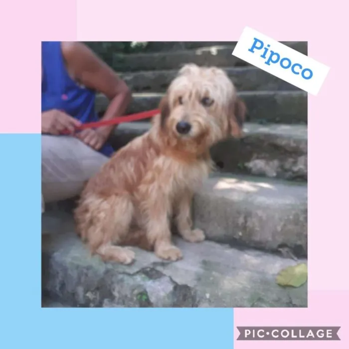 Cachorro ra a SRD-ViraLata idade 7 a 11 meses nome PIPOCO