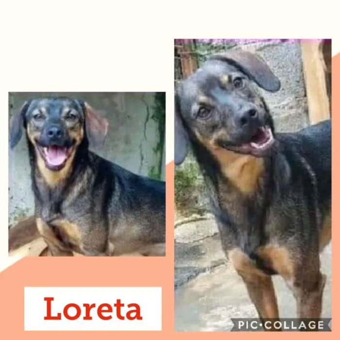 Cachorro ra a SRD-ViraLata idade 3 anos nome LORETA