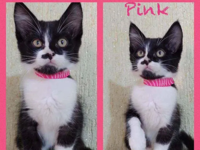 Gato raça SRD  idade 2 a 6 meses nome Juju 