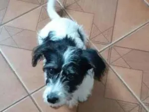 Cachorro raça SRD-ViraLata idade 2 a 6 meses nome Bilú
