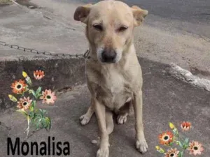 Cachorro raça SRD-ViraLata idade 3 anos nome Monalisa