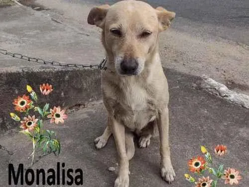 Cachorro ra a SRD-ViraLata idade 3 anos nome Monalisa