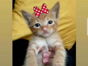 Gato raça Srd idade Abaixo de 2 meses nome Marie