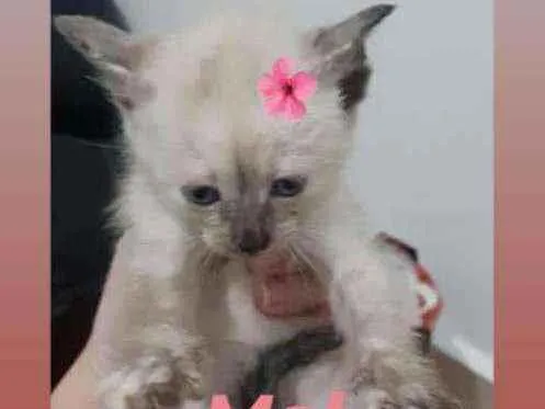 Gato raça Srd idade Abaixo de 2 meses nome Mel