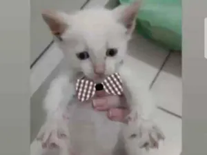Gato raça Srd idade Abaixo de 2 meses nome Loki