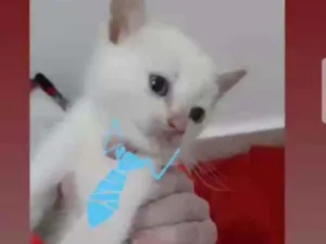 Gato raça Srd idade Abaixo de 2 meses nome Donny