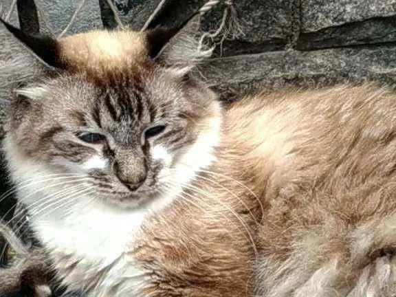 Gato ra a Srd idade 2 anos nome Mister m