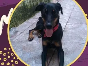 Cachorro raça  idade 2 a 6 meses nome Pandoro