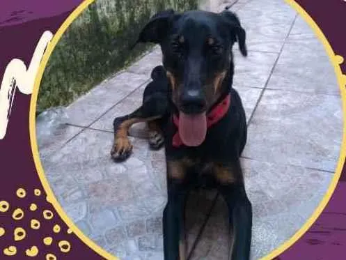 Cachorro ra a  idade 2 a 6 meses nome Pandoro