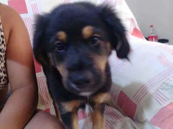 Cachorro ra a SRD-ViraLata idade 2 a 6 meses nome Filhote de 4 meses