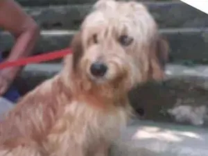 Cachorro raça SRD-ViraLata idade 7 a 11 meses nome PIPOCO