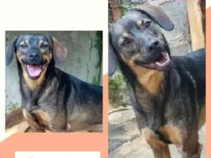 Cachorro raça SRD-ViraLata idade 3 anos nome LORETA