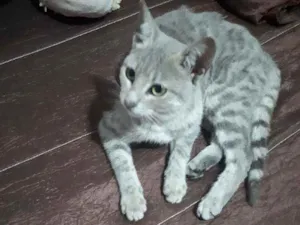 Gato raça Tigre cinza idade 2 a 6 meses nome Sem nome