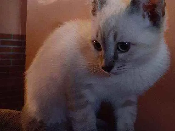 Gato ra a  idade 2 a 6 meses nome Filhotes dóceis