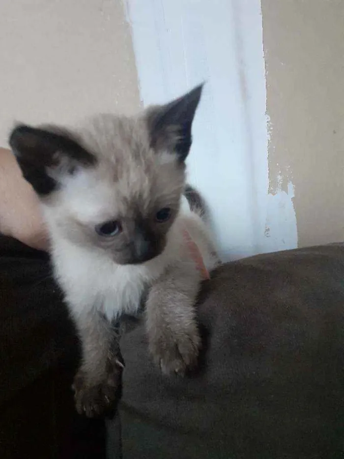 Gato ra a Indefinida idade Abaixo de 2 meses nome Gatinhos