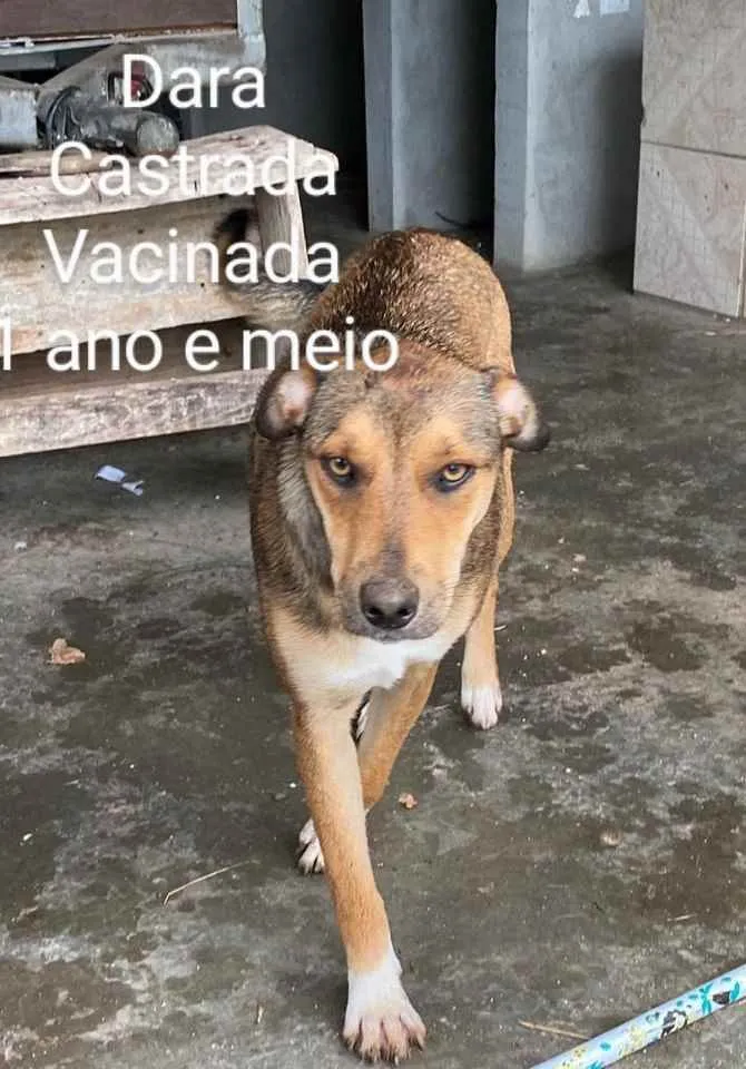 Cachorro ra a SRD idade 2 anos nome Dara