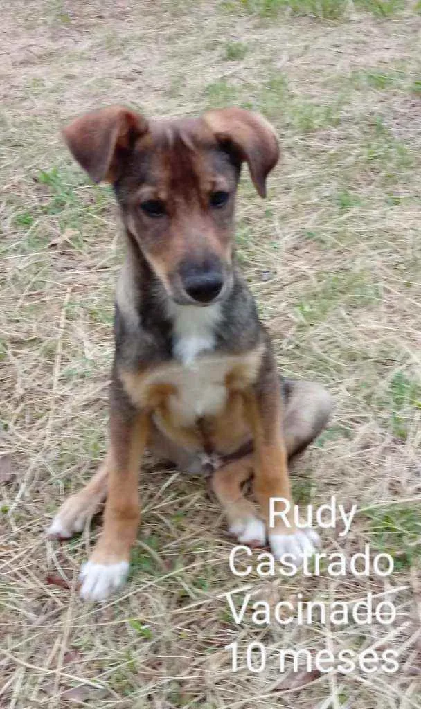 Cachorro ra a SRD idade 7 a 11 meses nome Rudy