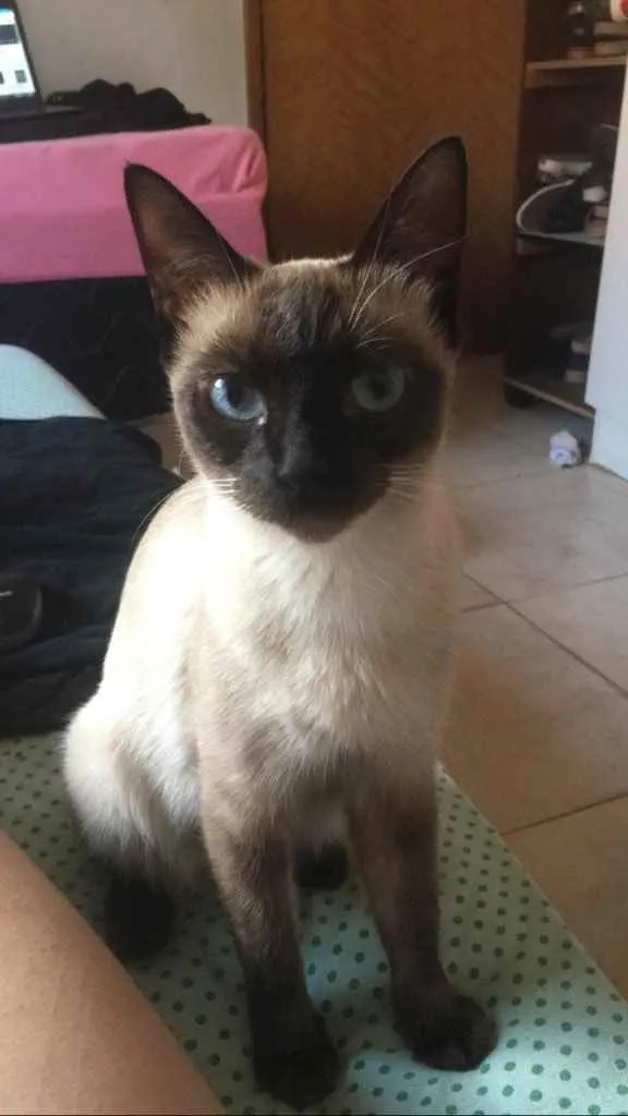 Gato ra a Siamês  idade 1 ano nome Bela