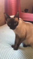 Bela