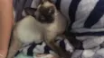 Bela