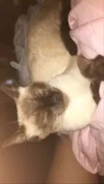 Bela