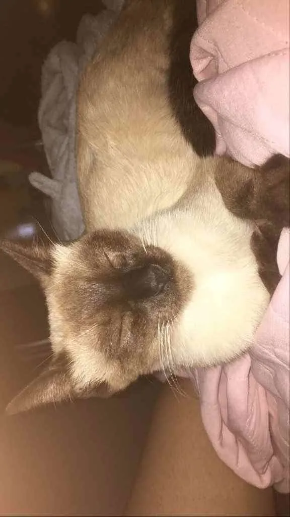 Gato ra a Siamês  idade 1 ano nome Bela