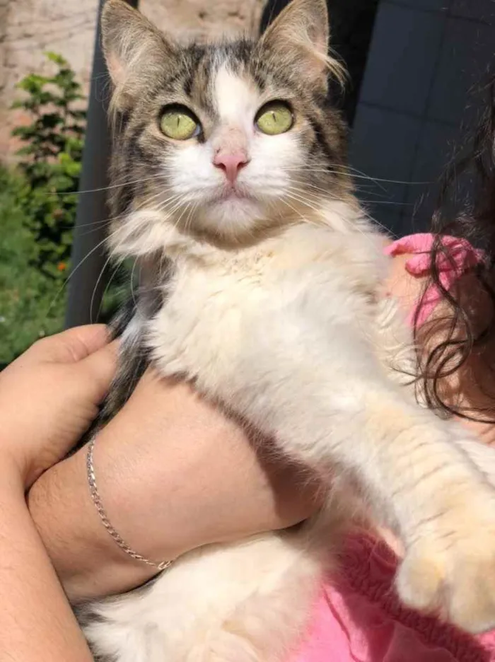 Gato ra a  idade 2 a 6 meses nome Mini 