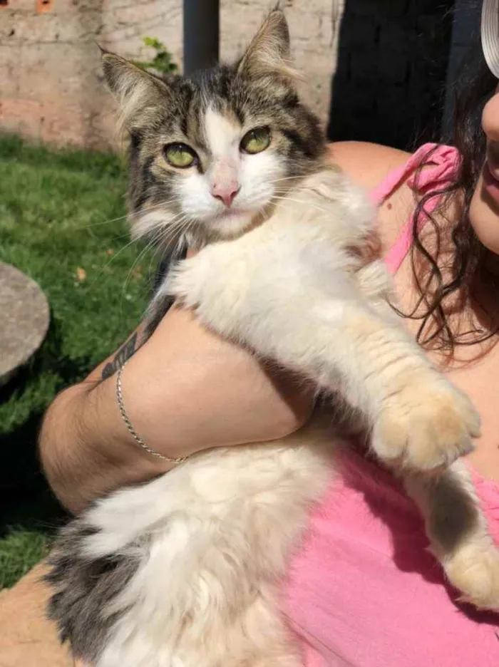 Gato ra a  idade 2 a 6 meses nome Mini 