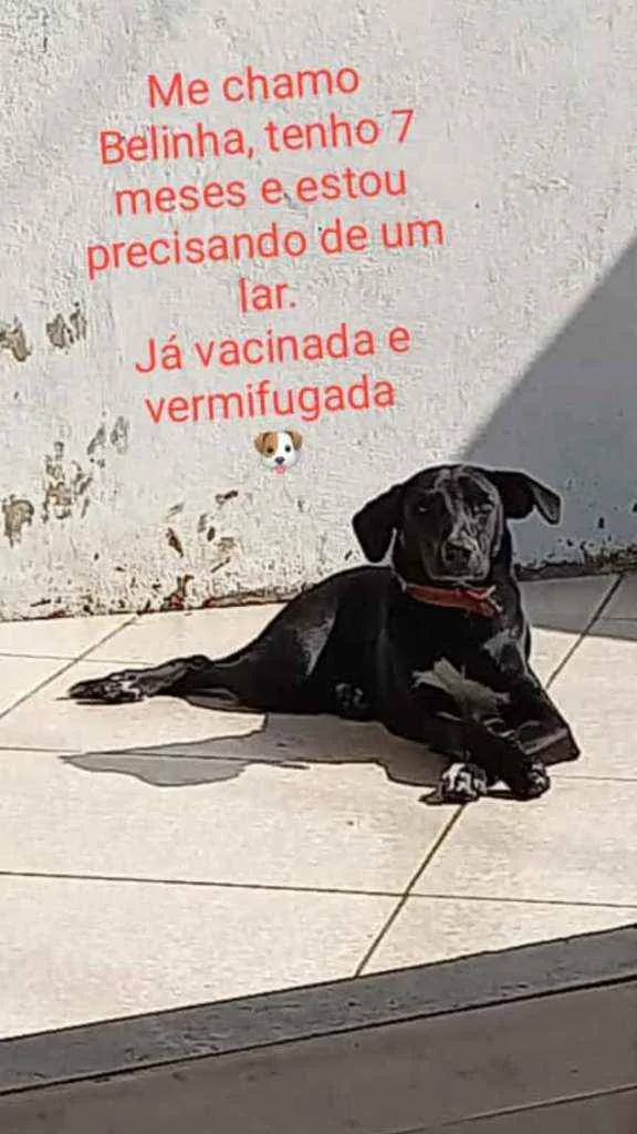 Cachorro ra a SRD idade 7 a 11 meses nome Belinha