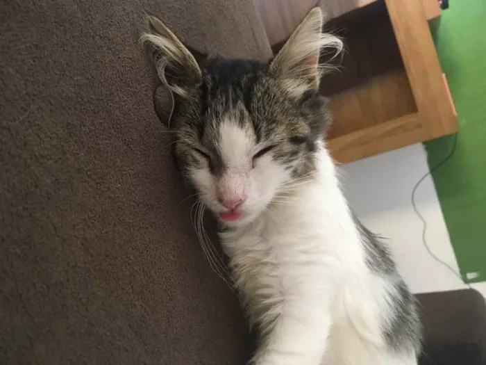 Gato ra a  idade 2 a 6 meses nome Mini 