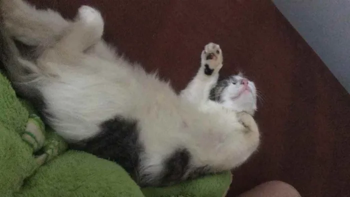 Gato ra a  idade 2 a 6 meses nome Mini 