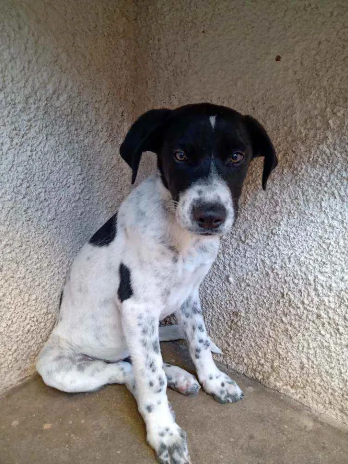 Cachorro raça Misturado c/ pastor belga idade 2 a 6 meses nome Nico
