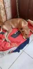 Cachorro raça SRD idade 3 anos nome Laila