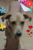 Cachorro raça SRD idade 3 anos nome Laila