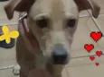 Cachorro raça SRD idade 3 anos nome Laila