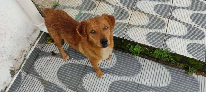 Cachorro raça MIX idade  nome BORIS