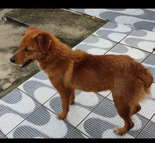 Cachorro raça MIX idade  nome BORIS