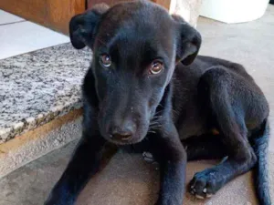 Cachorro raça Misturado com pastor belga idade 2 a 6 meses nome Pretinho