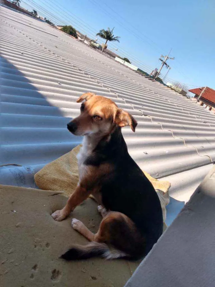 Cachorro ra a Vira lata idade 1 ano nome Filhona