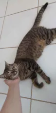 José