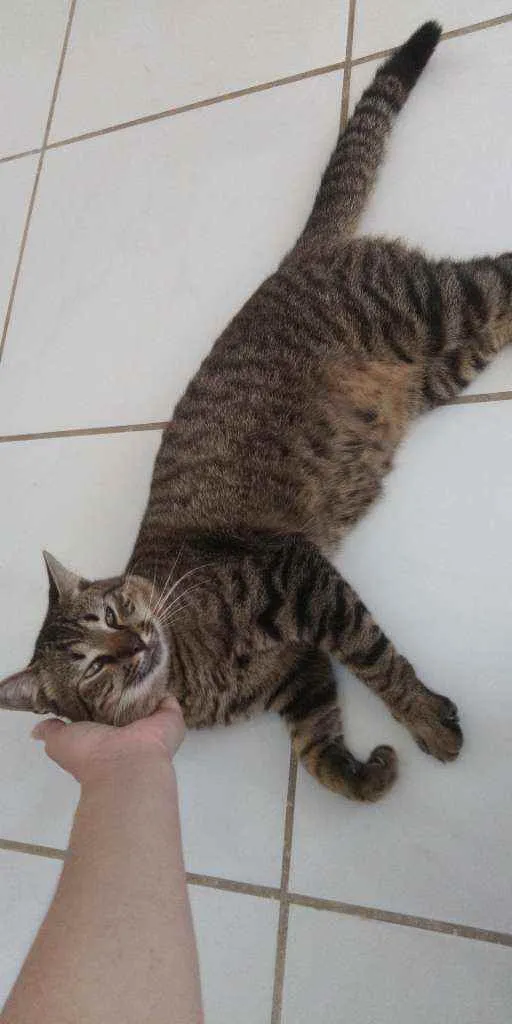 Gato raça SRD idade 1 ano nome José
