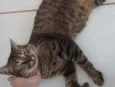 José