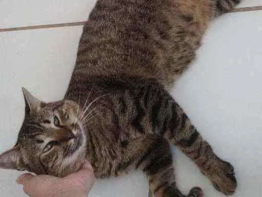 Gato raça SRD idade 1 ano nome José