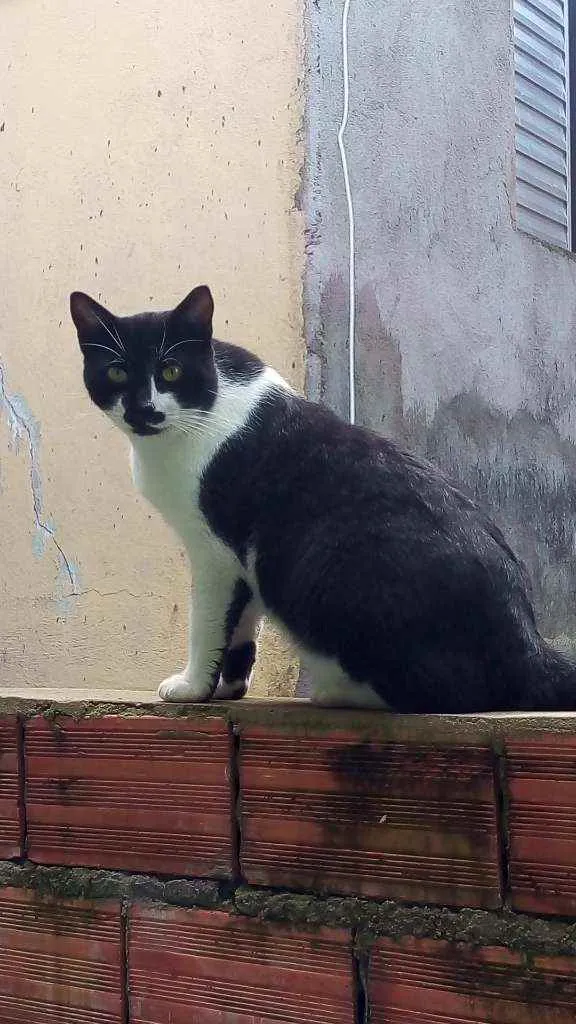 Gato ra a Viralata idade 1 ano nome Bananinha