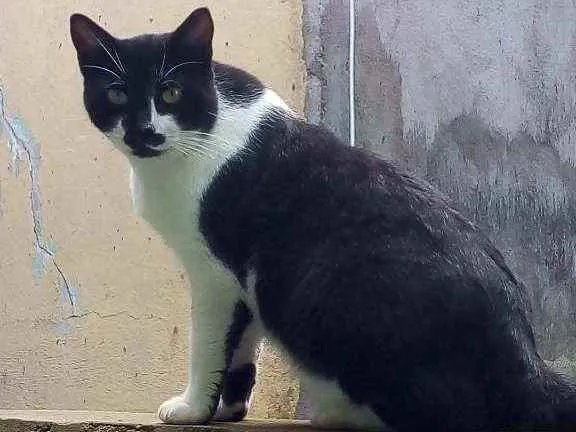 Gato ra a Viralata idade 1 ano nome Bananinha