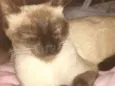 Bela